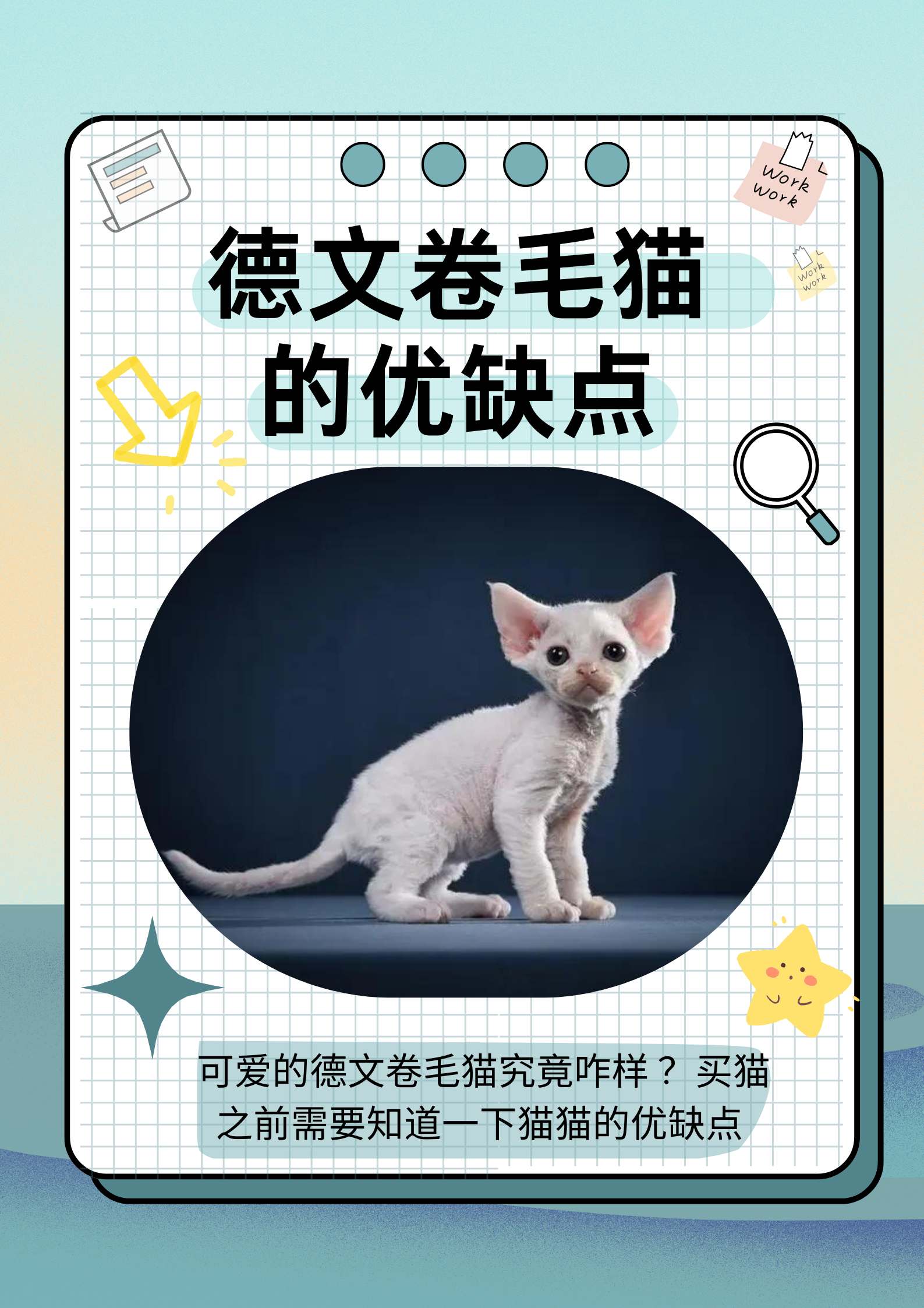 卷耳猫为什么不能养图片