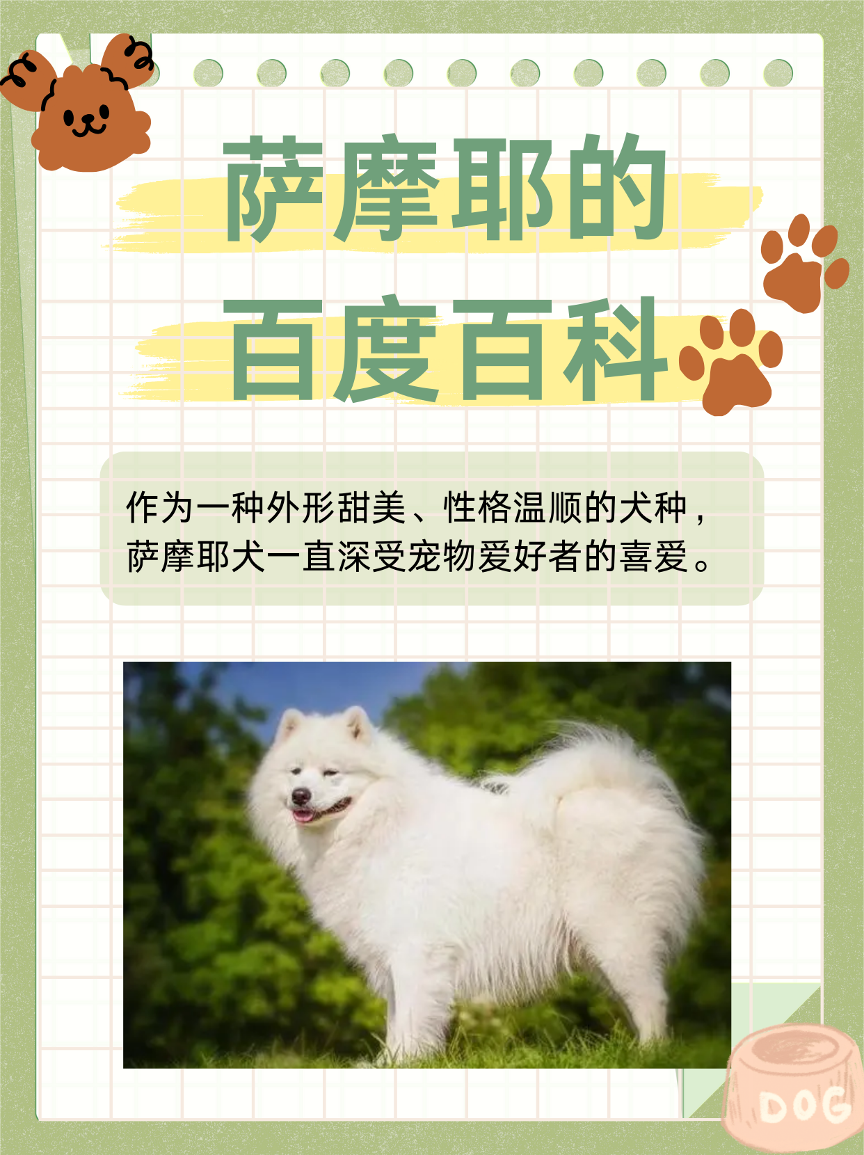 作为一种外形甜美,性格温顺的犬种萨摩耶犬一直