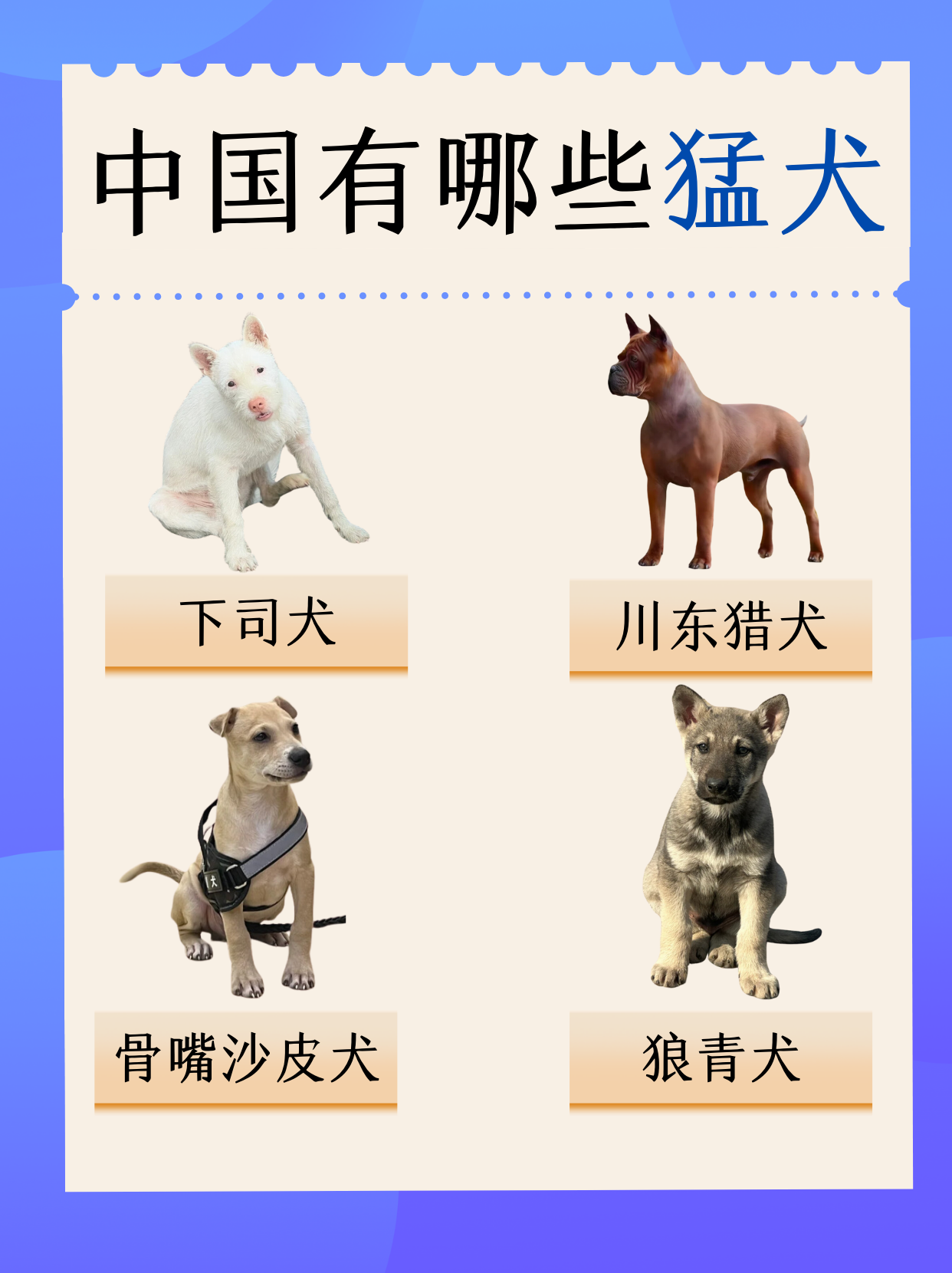 下司犬串川东后代图片图片