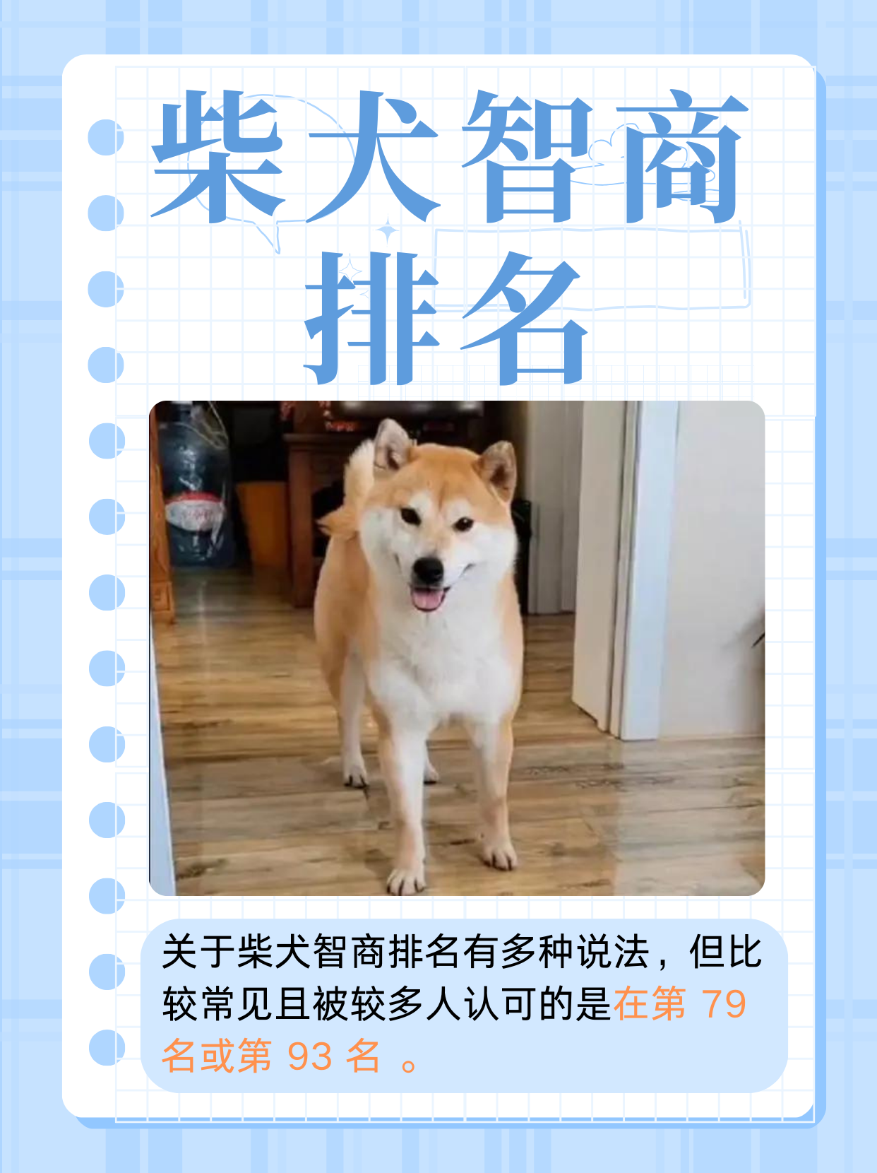 柴犬取名图片