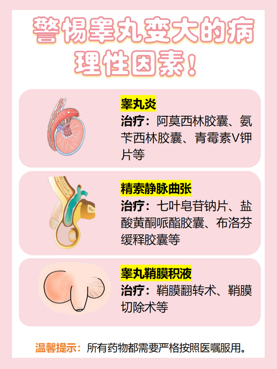 今日科普:睾丸是不是越大越好  睾丸的主要功能是产生精子和雄激素.