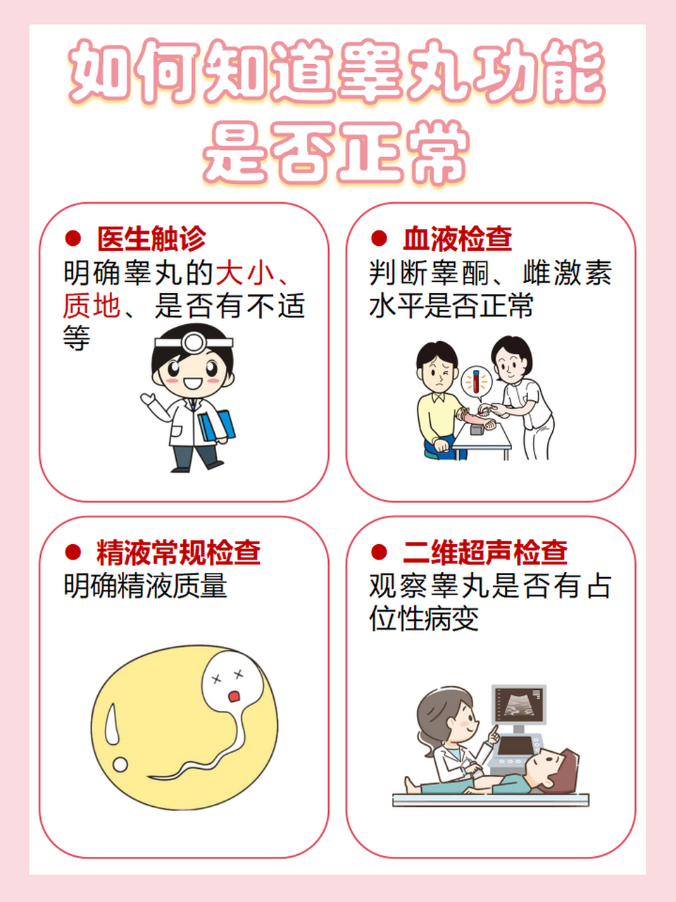 今日科普:睾丸是不是越大越好  睾丸的主要功能是产生精子和雄激素.