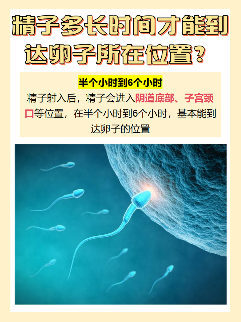 精子怎么进入输卵管?图片