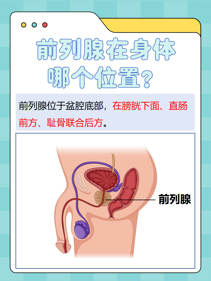 那么,前列腺在身体哪个位置呢?