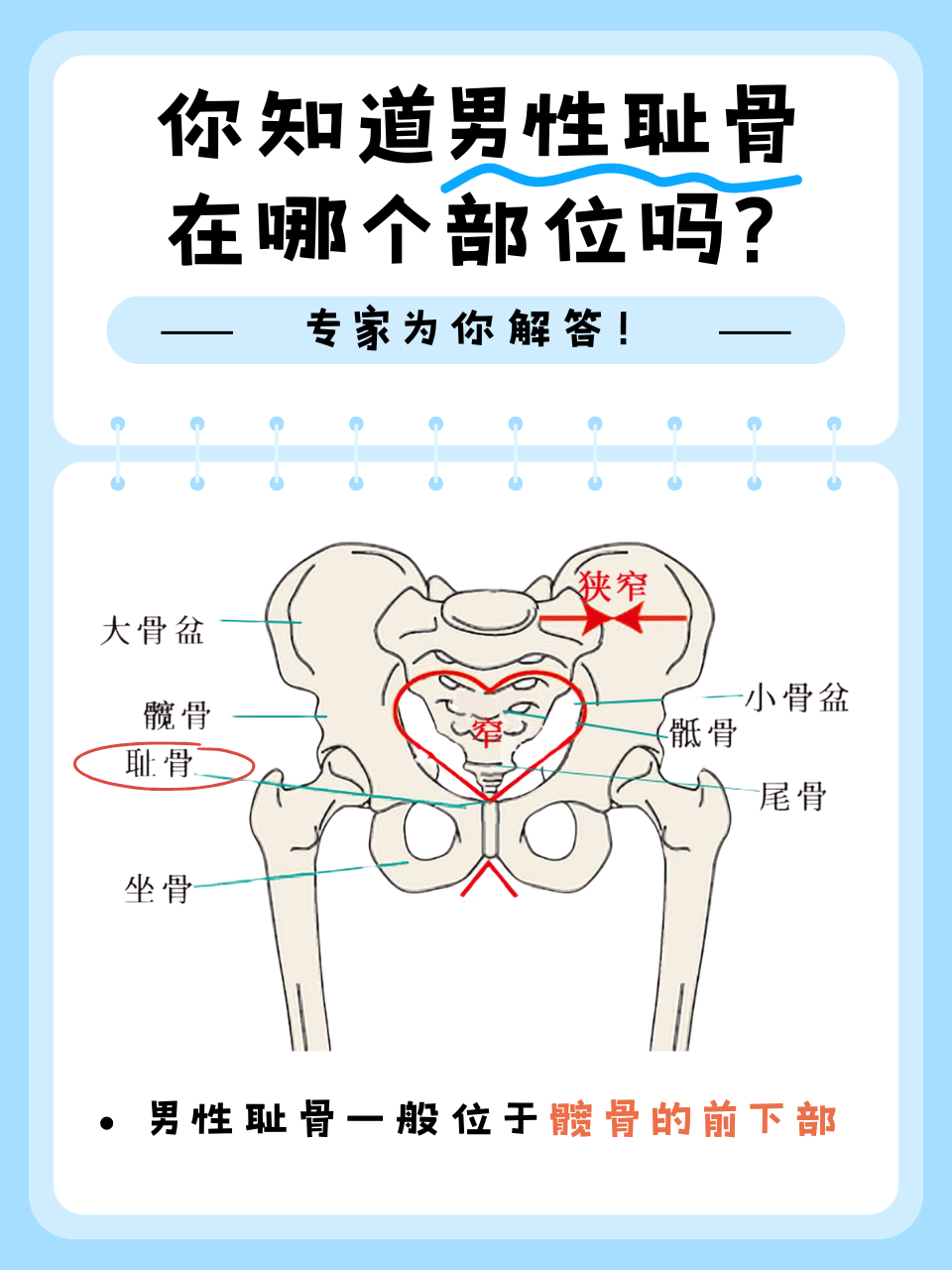 你知道男性耻骨在哪个部位吗?专家为你解答!