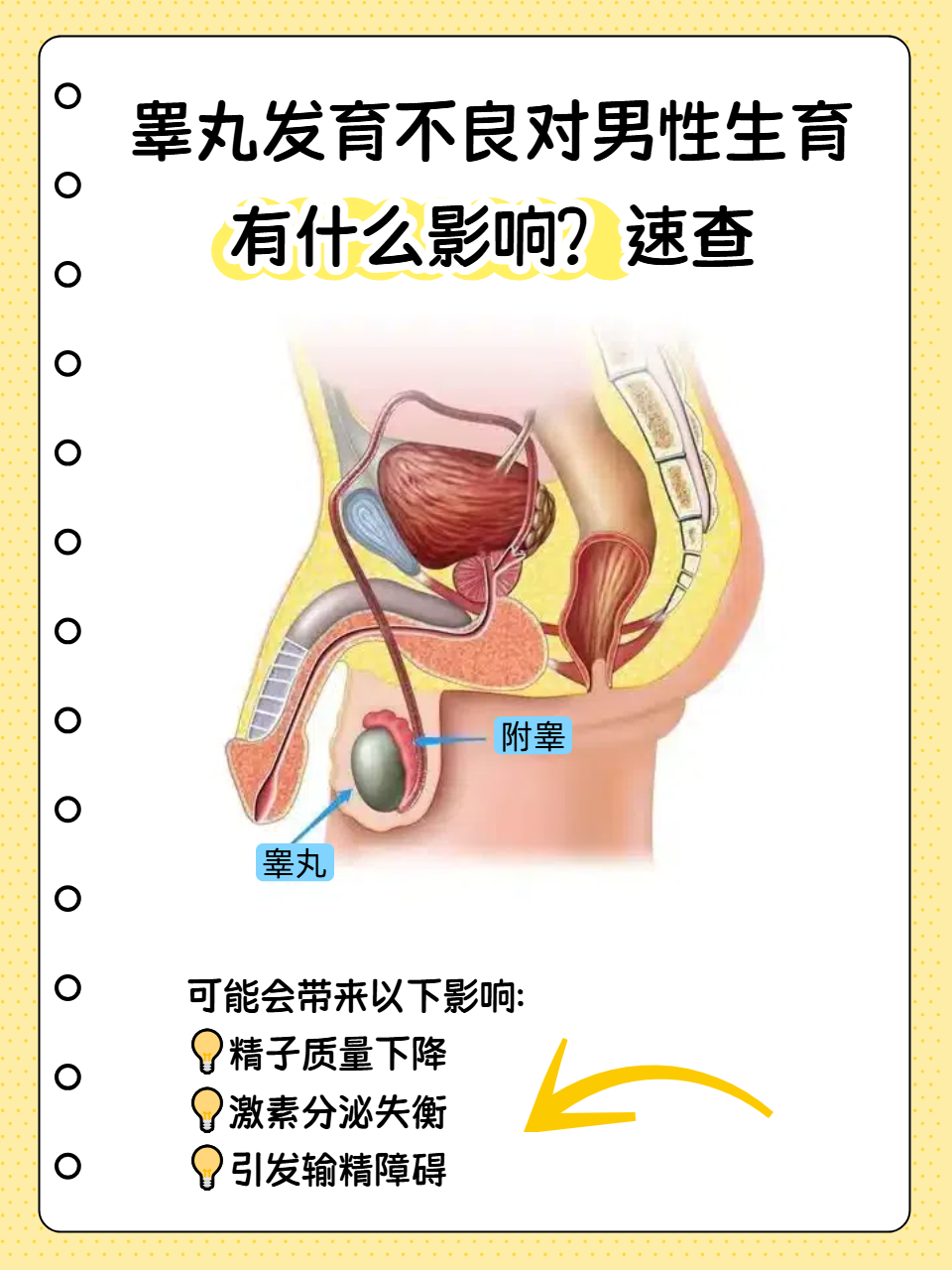 睾丸为什么会变小