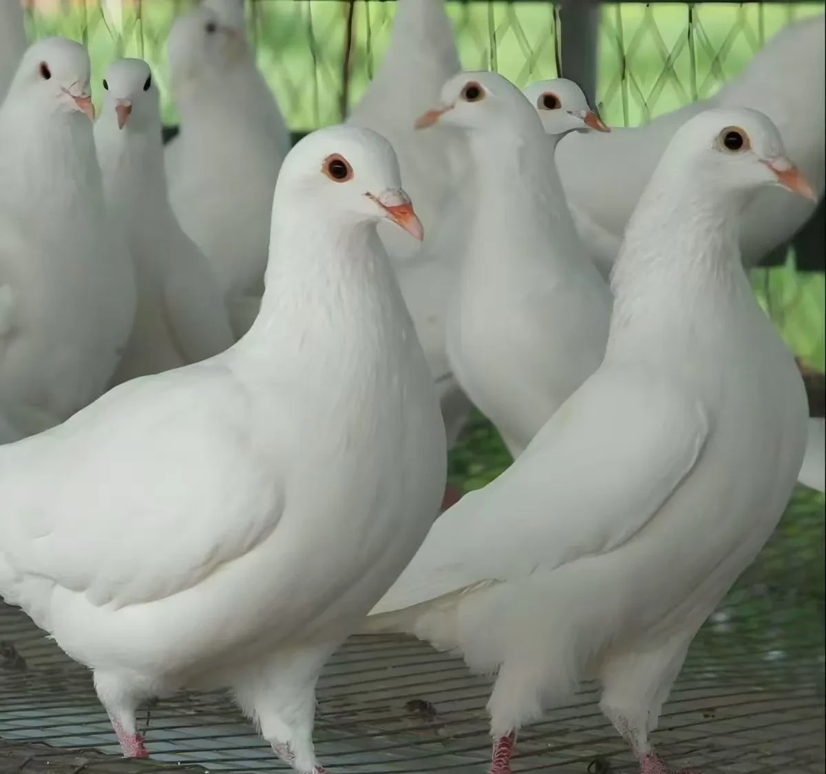 养十几头牛或者几十只羊,还真不如养上几十只傻鸽子,甚至上百只都行