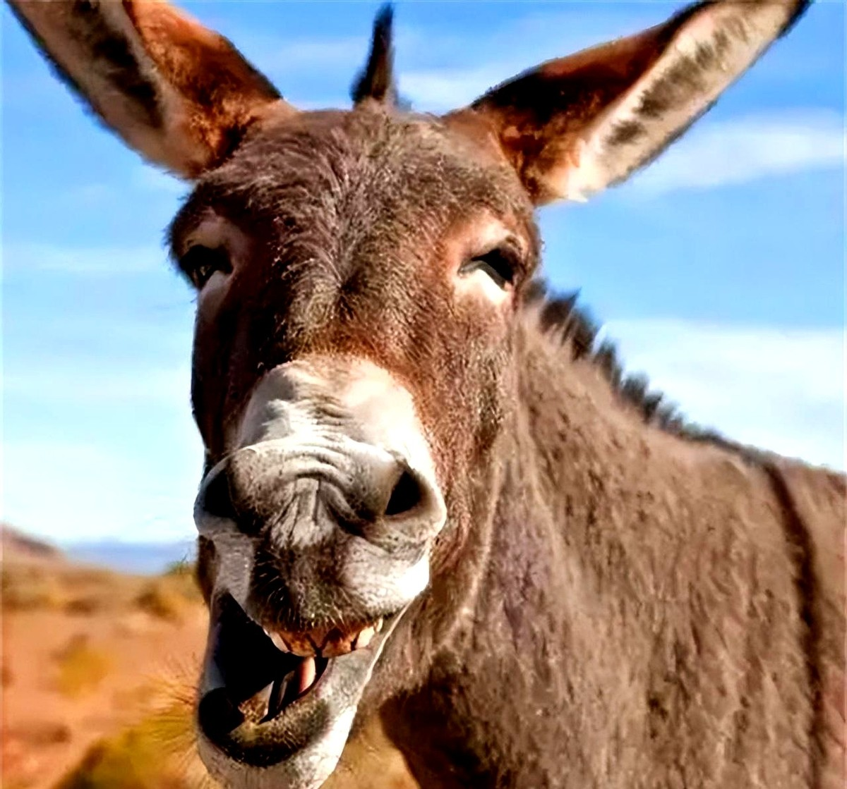 他瞅见寡妇牵了头公驴回来拉磨,立马来了主意,牵出自家的母驴,凑到一