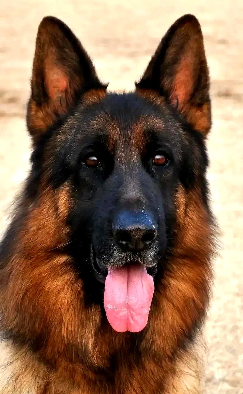 四十多年前,奶奶家曾经养过一条退役的军犬,在后院养了好多年