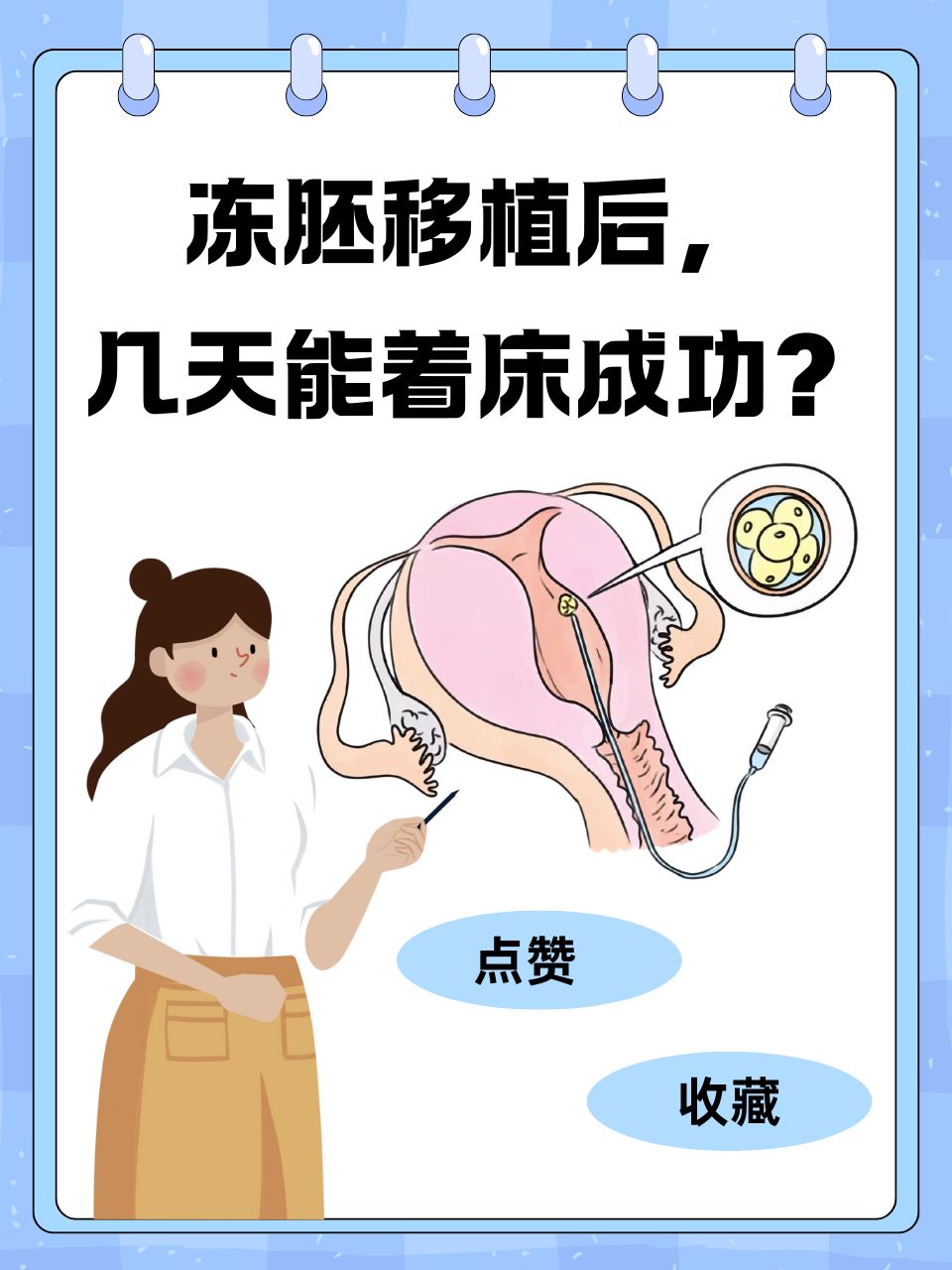 囊胚移植着床的过程(囊胚移植着床需要多长时间)