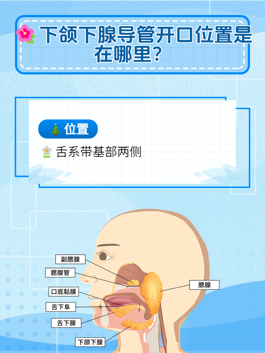 下颌下腺导管开口位置?