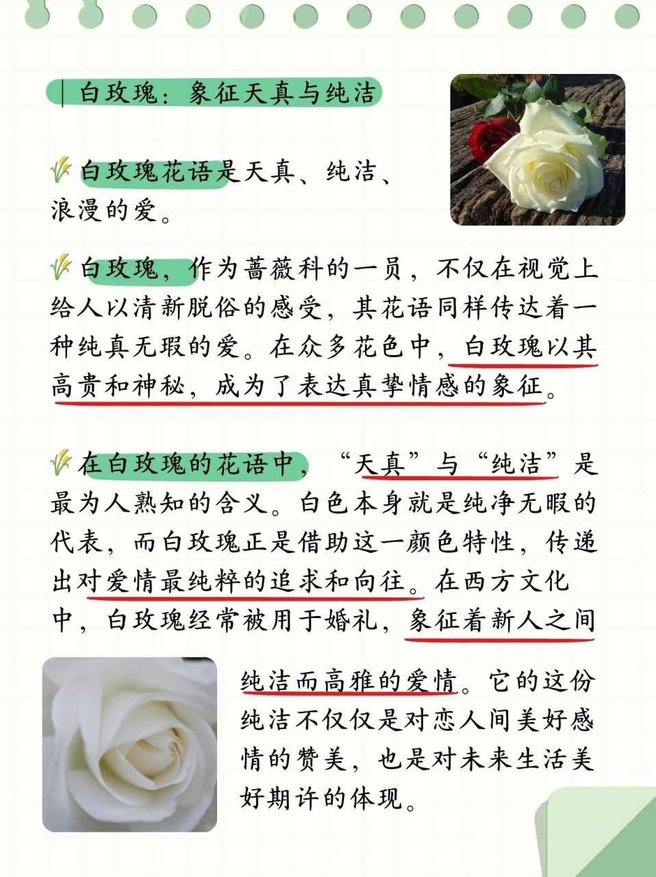 前几天男朋友送了我一束白玫瑰,在网上查了寓意代表纯洁,真诚,高傻哪