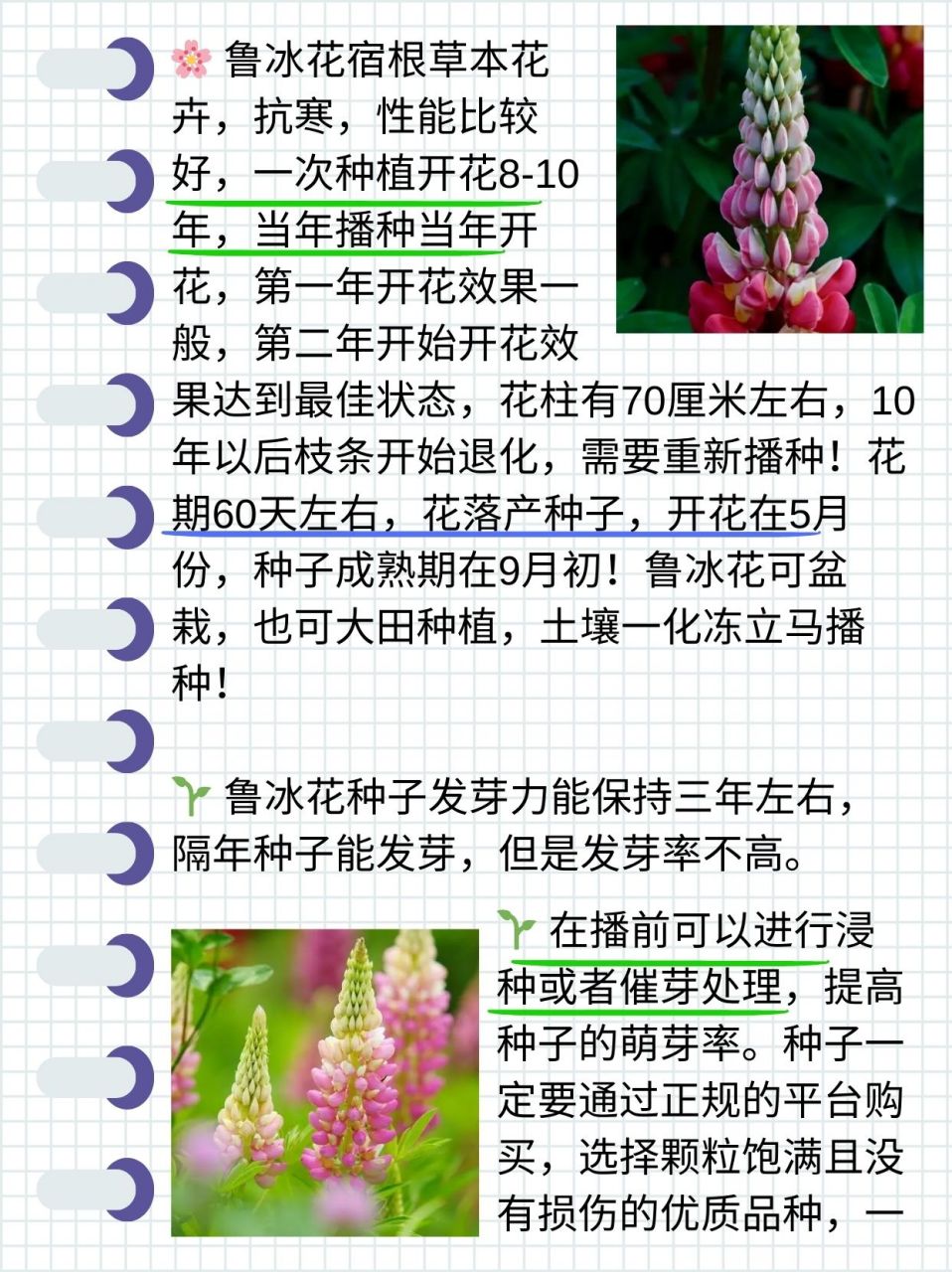 鲁冰花第二年还能发吗  闺蜜想自己种鲁冰花,又担心第二年不能开花
