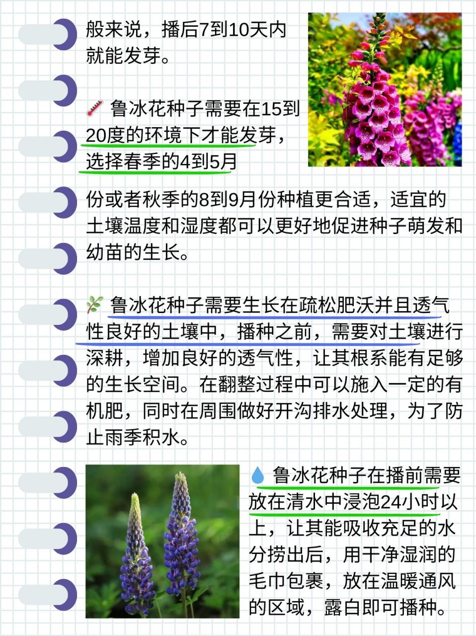 鲁冰花第二年还能发吗  闺蜜想自己种鲁冰花,又担心第二年不能开花