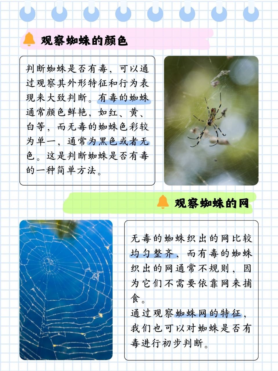 蜘蛛样子描写图片