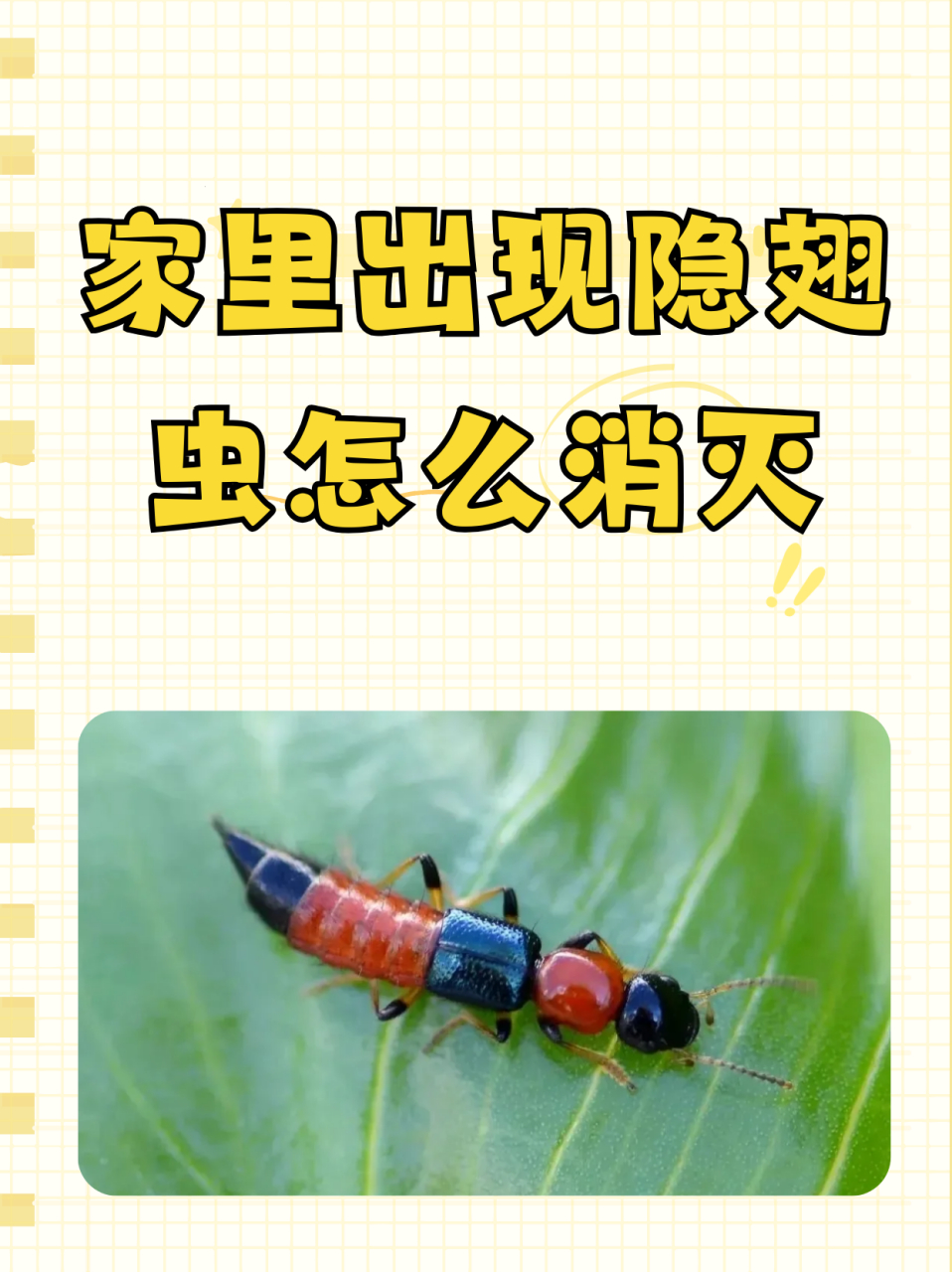 家里出现隐翅虫怎么消灭  二,隐翅虫的危害   隐翅虫的危害主要体现在