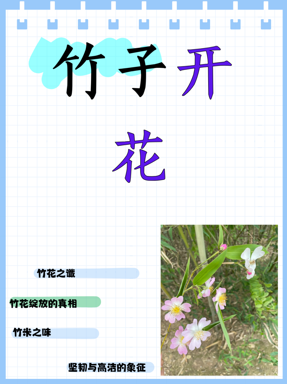 带竹的花卉图片名字图片