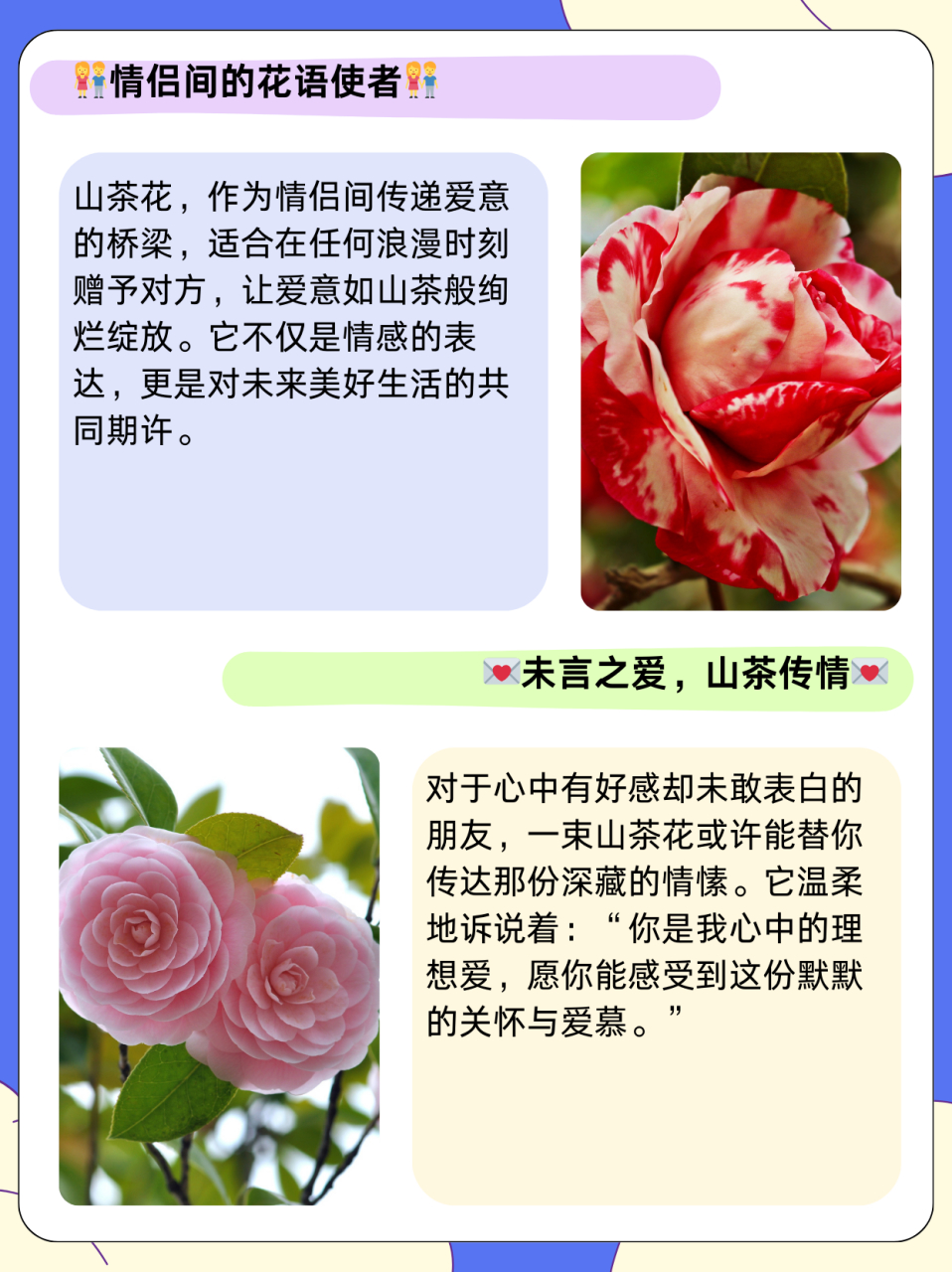 山茶花指什么女孩子  95山茶花有"理想的爱"这一种花语,经常被用来