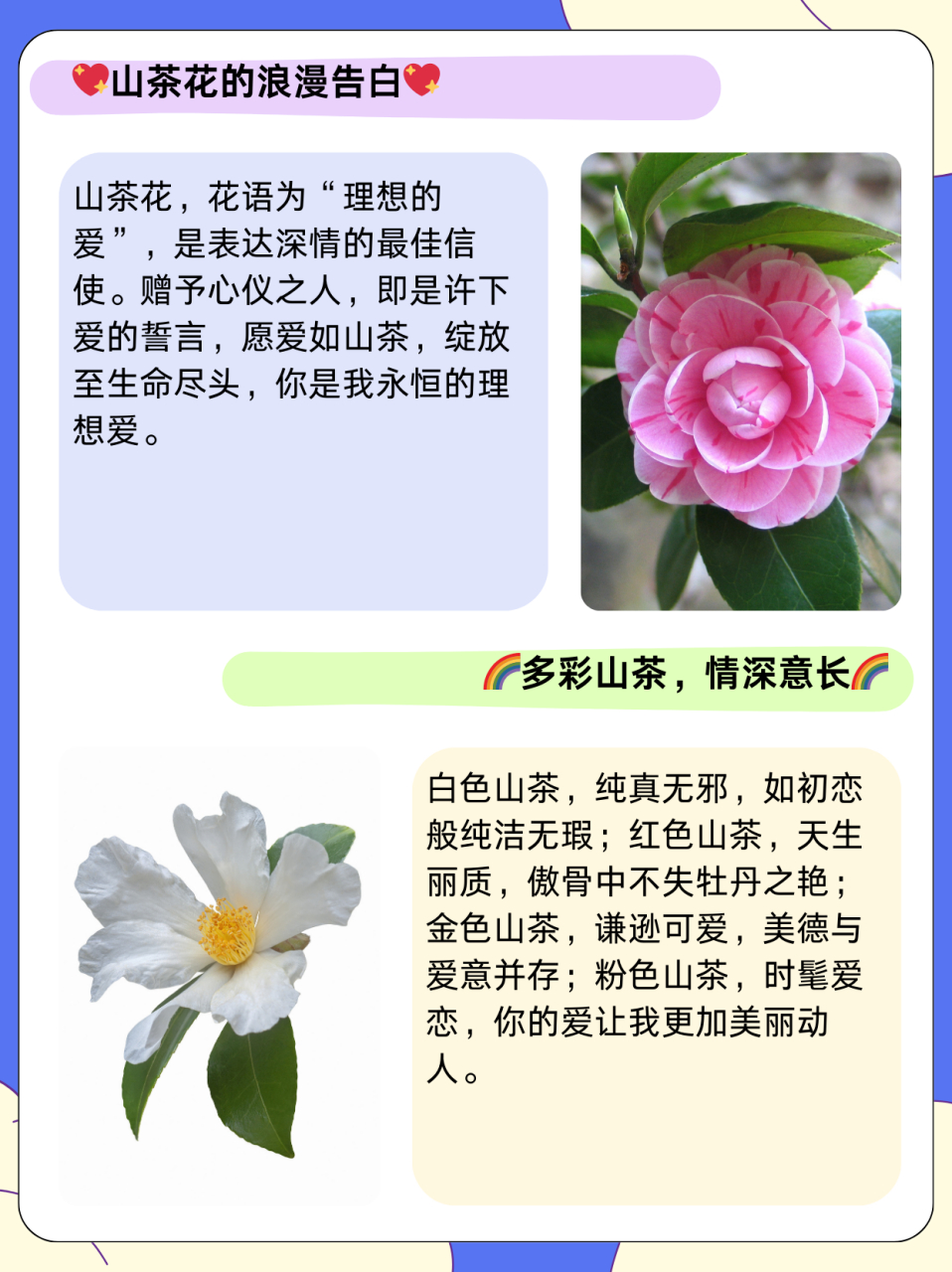 山茶花指什么女孩子  95山茶花有"理想的爱"这一种花语,经常被用来