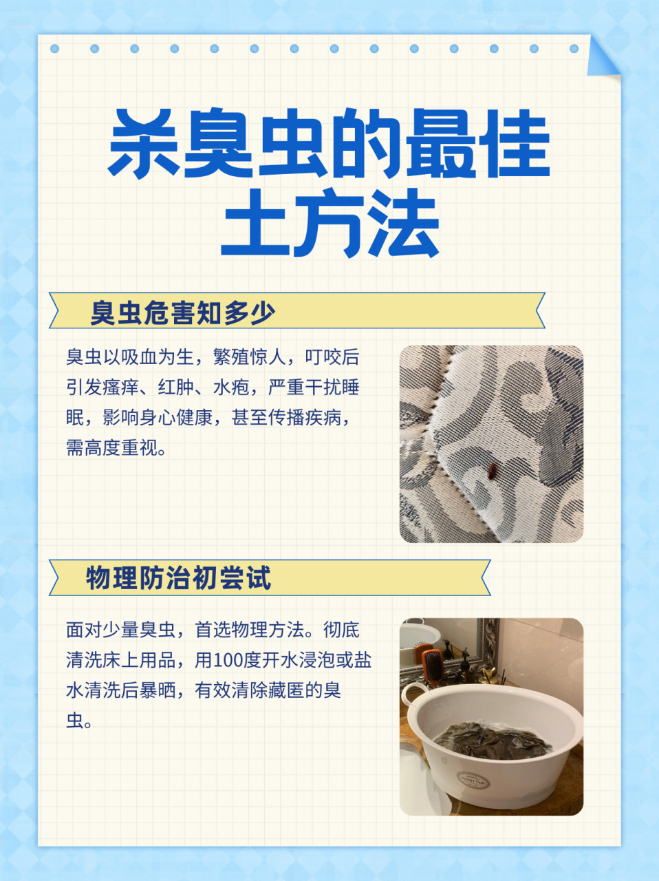 臭虫怎么消灭最彻底图片