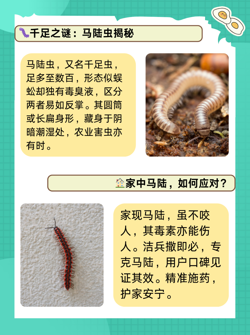千足虫最好最快的消灭方法  马陆虫之所以被称为千