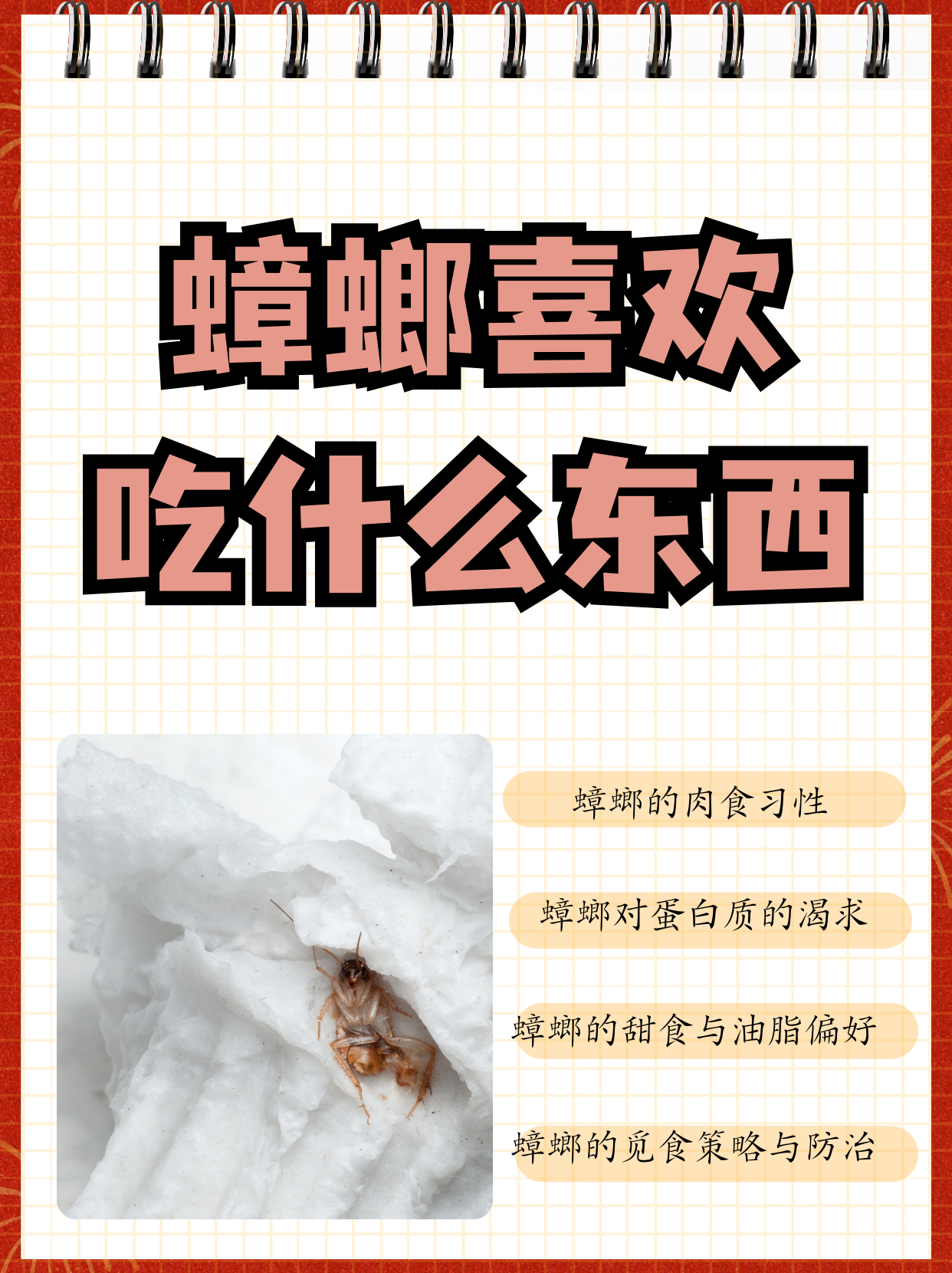 谷物类食物 蟑螂是杂食性昆虫,它们的食物来源非常丰富,包括谷卫噜