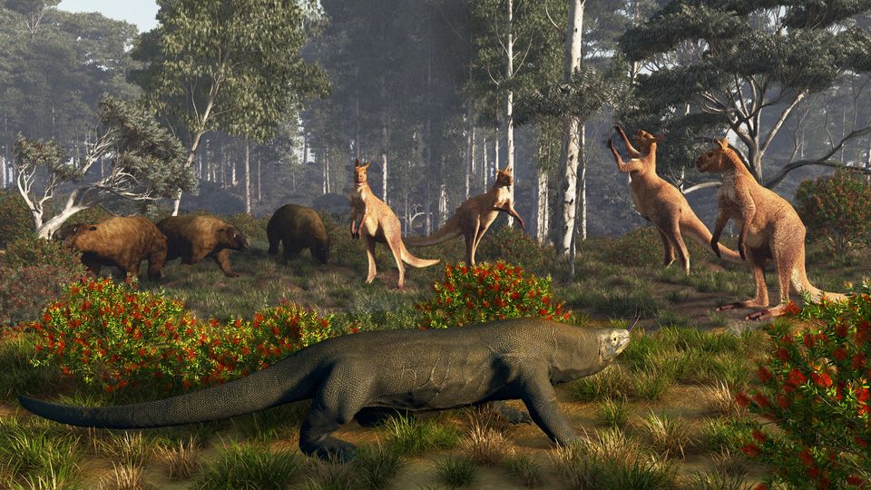 更新世澳洲动物群生物