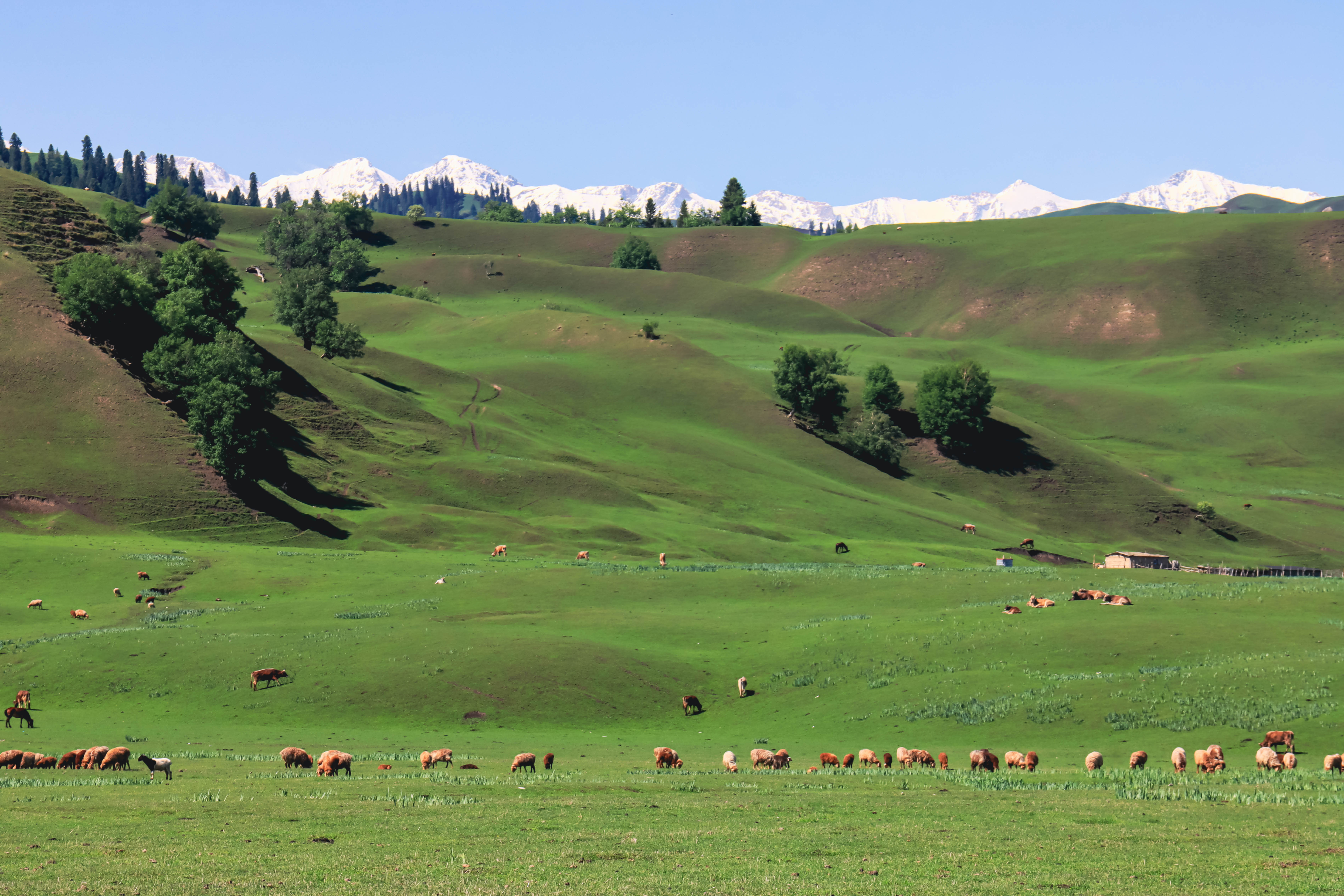 新疆伊犁夏天的风景真的是国内的天花板,雪山连绵,草原碧绿,野花