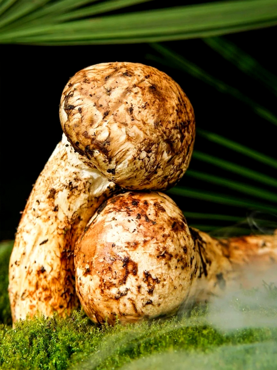 松茸菌是一种珍贵的食用菌,被誉为"菌中之王".