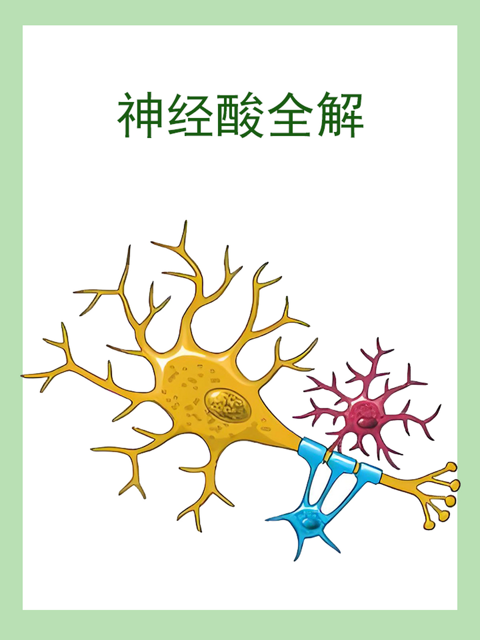 神经酸,这个听起来有些"高大上"的名字,其实是一种对人体非常重要的