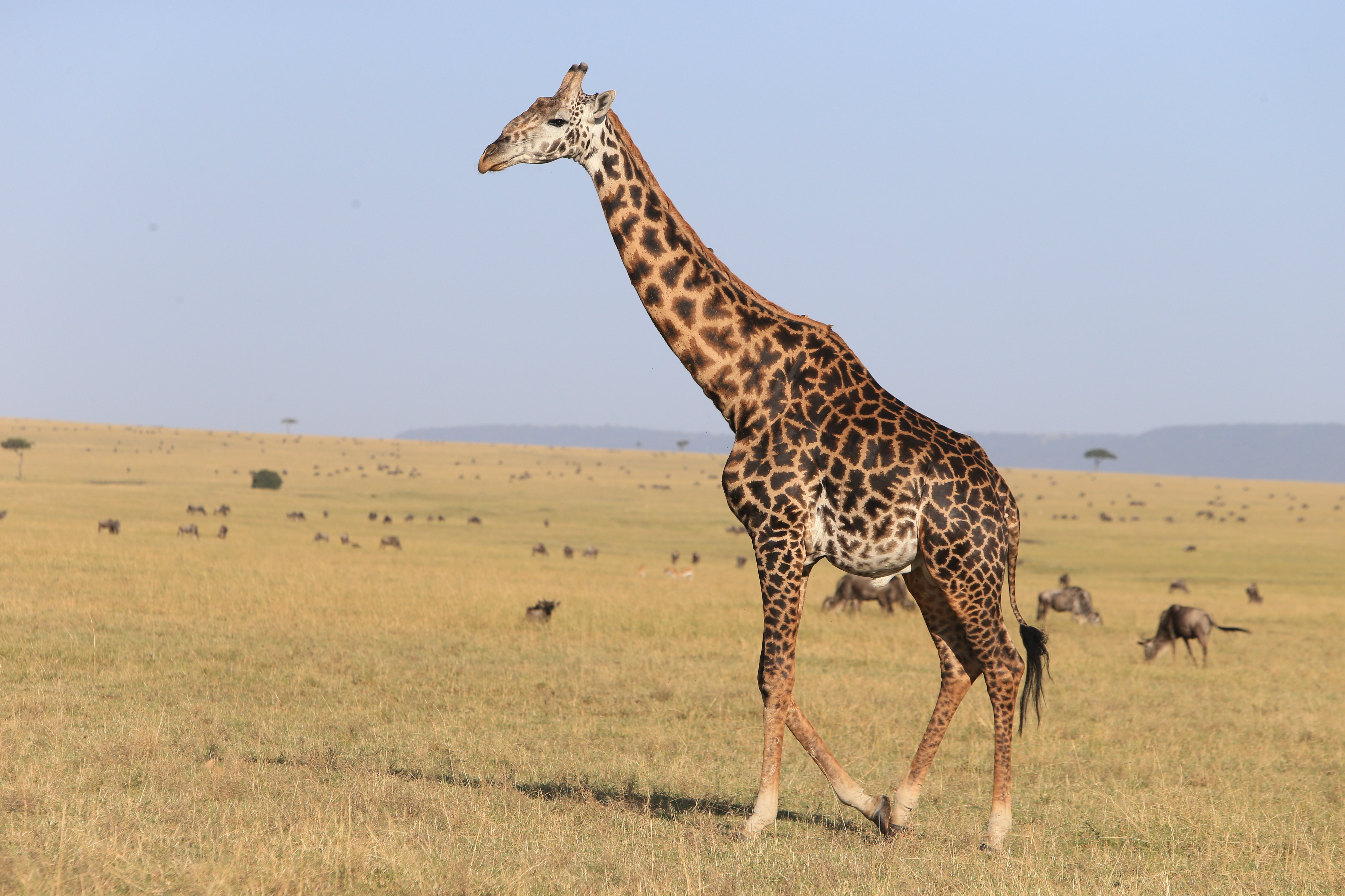 世界上最高的陆地动物长颈鹿,生活在非洲大草原上,是典型的食草动物
