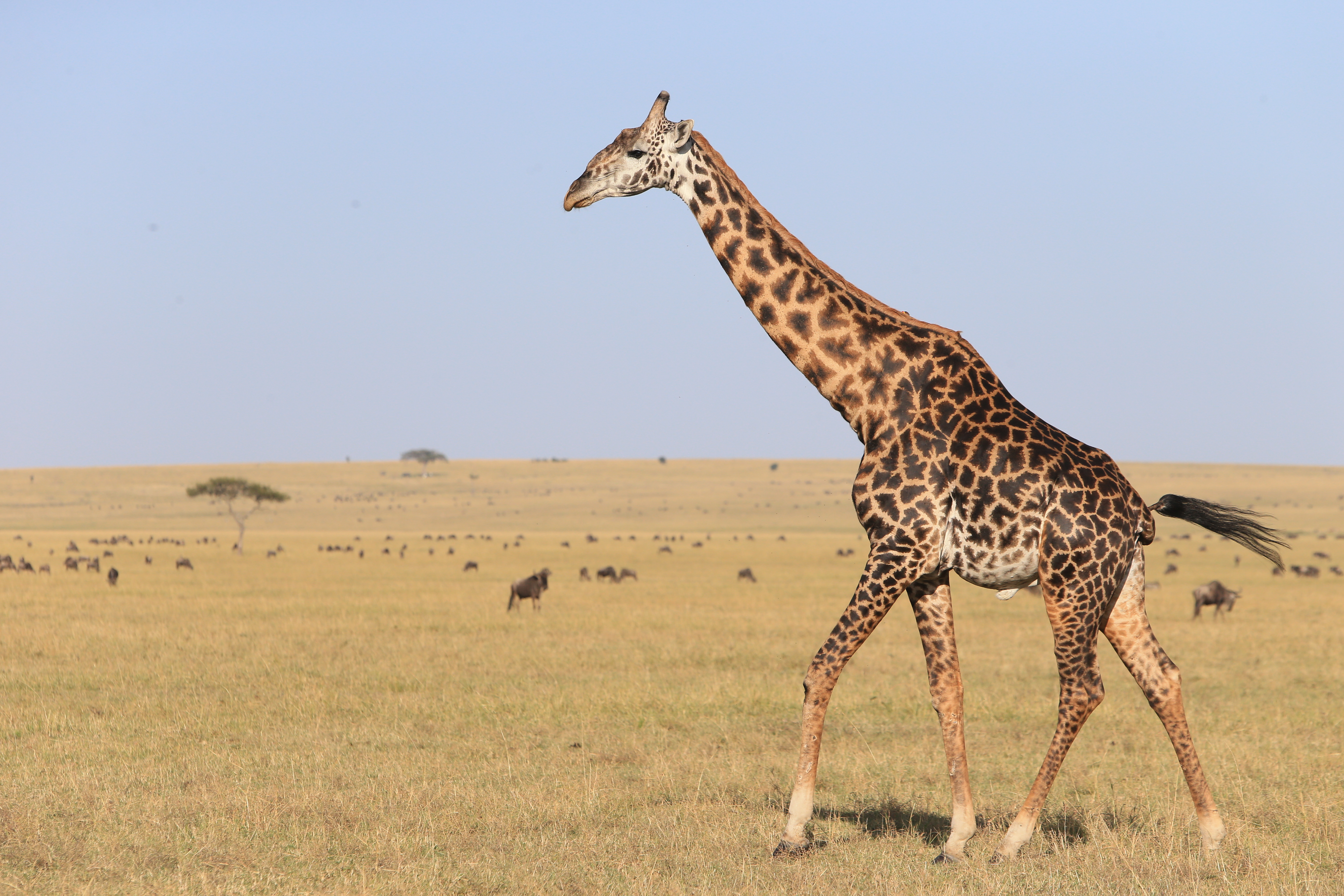 世界上最高的陆地动物长颈鹿,生活在非洲大草原上,是典型的食草动物