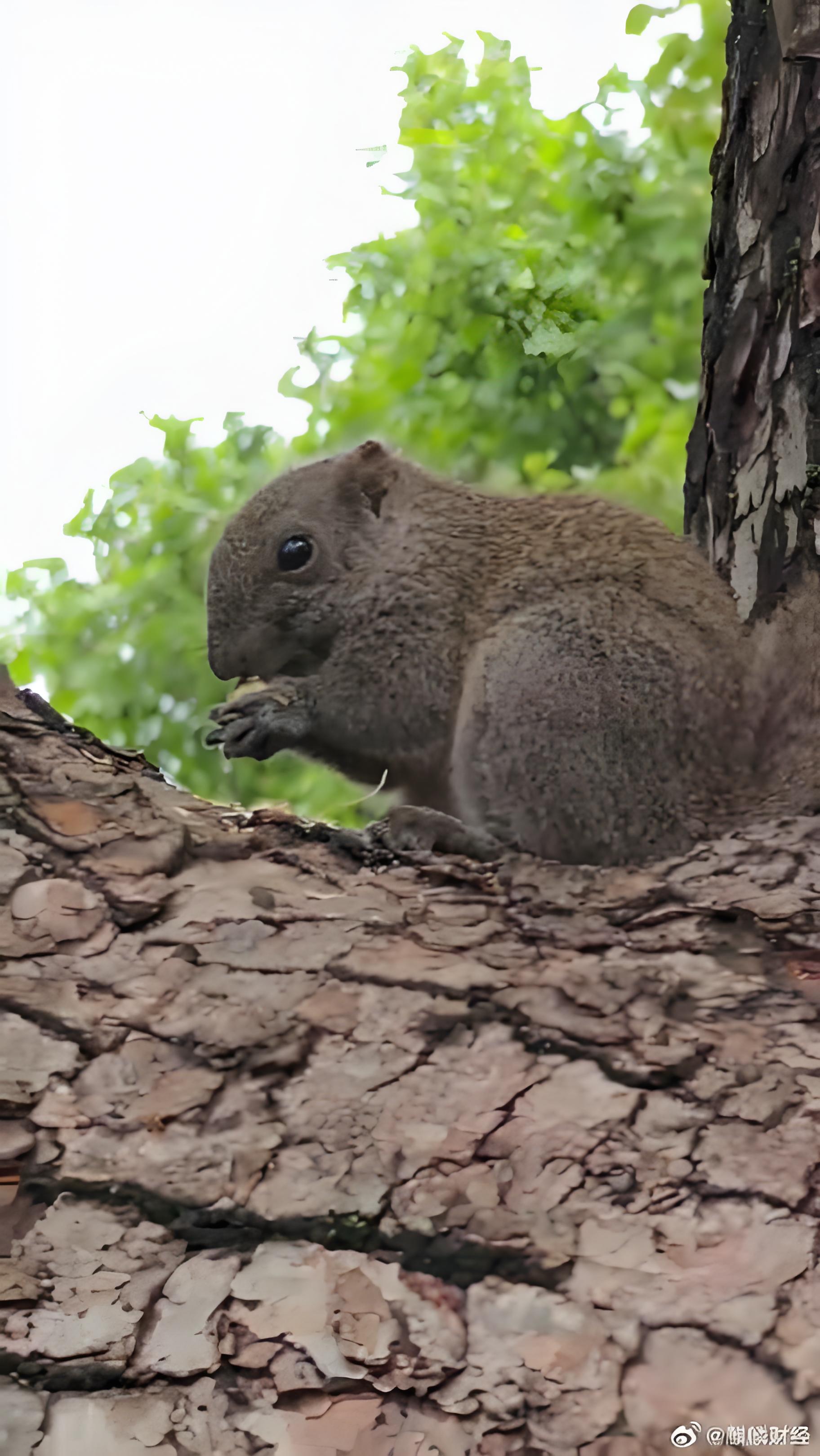 今天带大家参观西湖十景之"松鼠膨胀实录"!