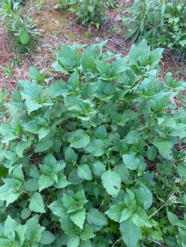 土萝卜丁野菜图片