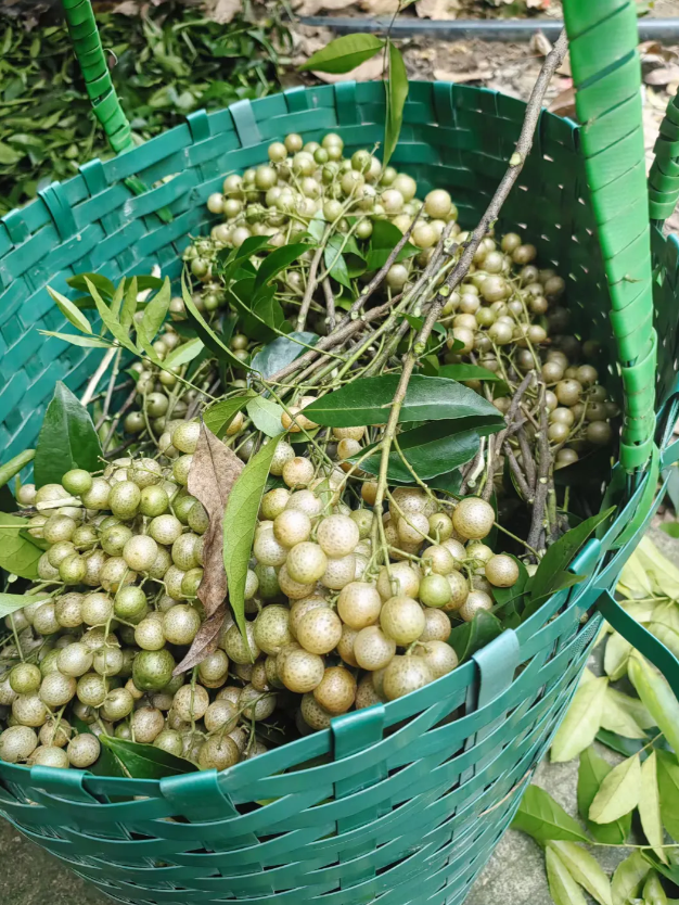 广西的宝贝果子,真的超赞!别的地方都找不到哦,不信你查查看!