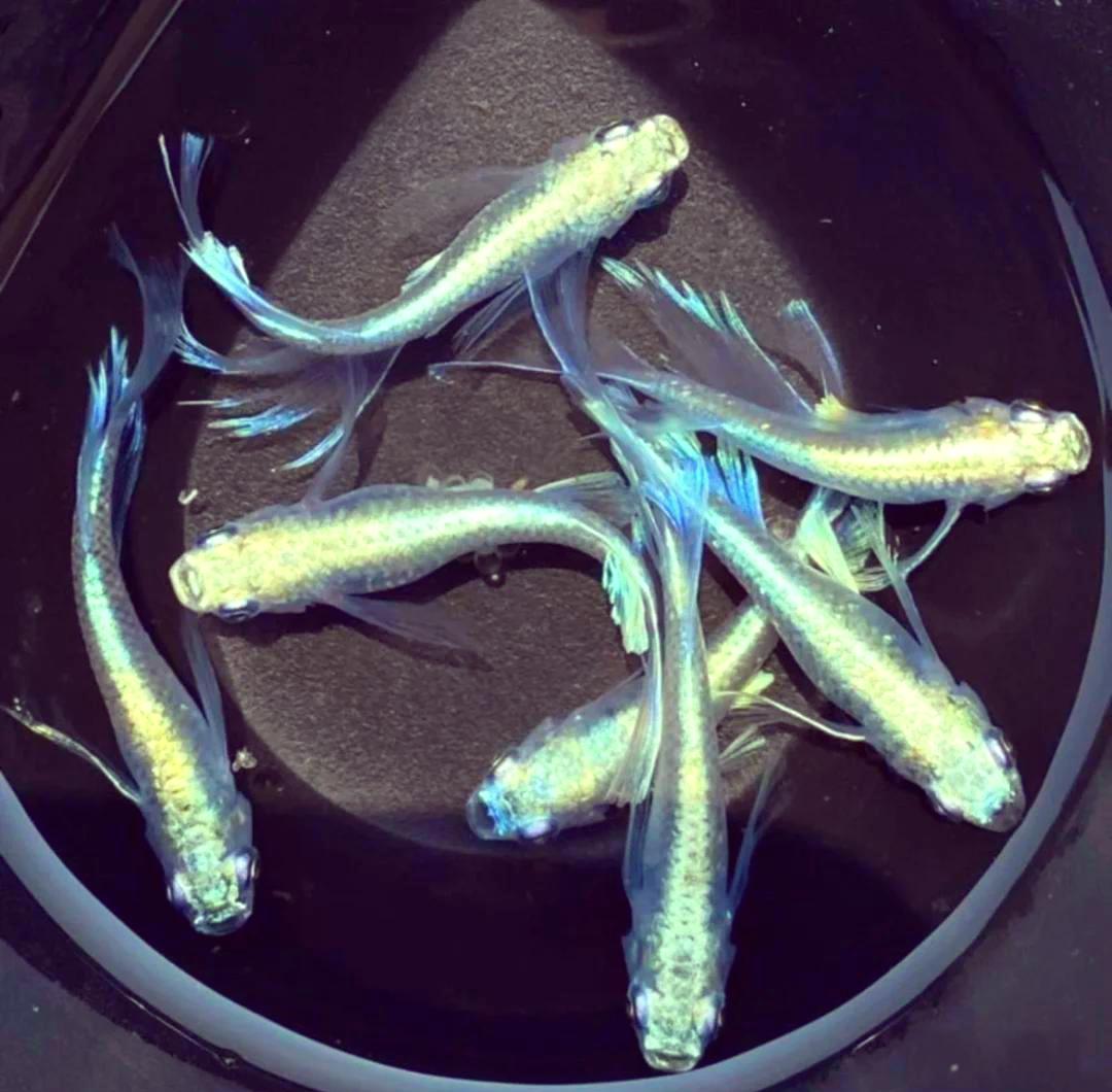 观背青鳉鱼的养殖经验和繁殖条件: