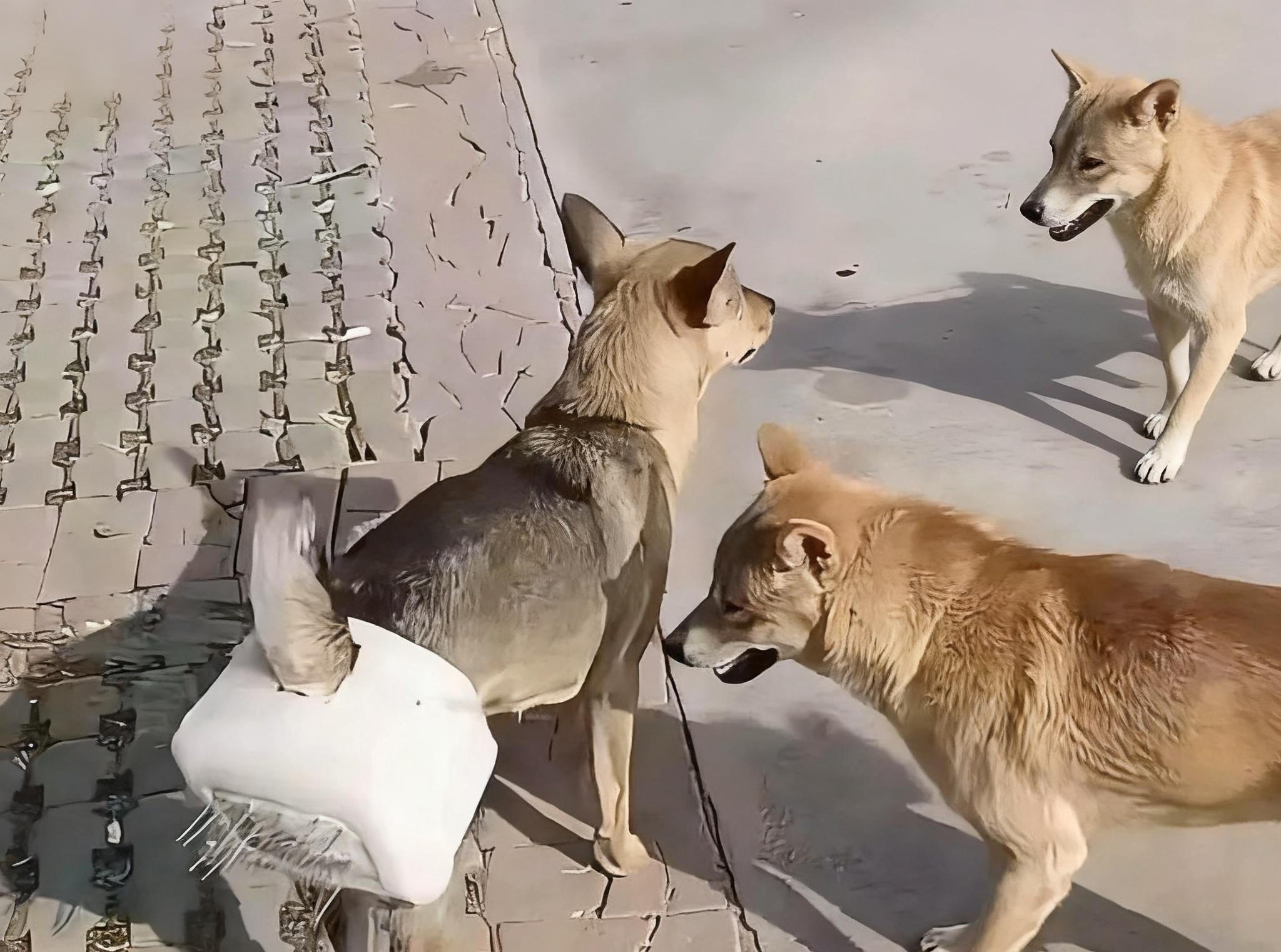 狗死后超度-怎样给去世的老人祈福超度