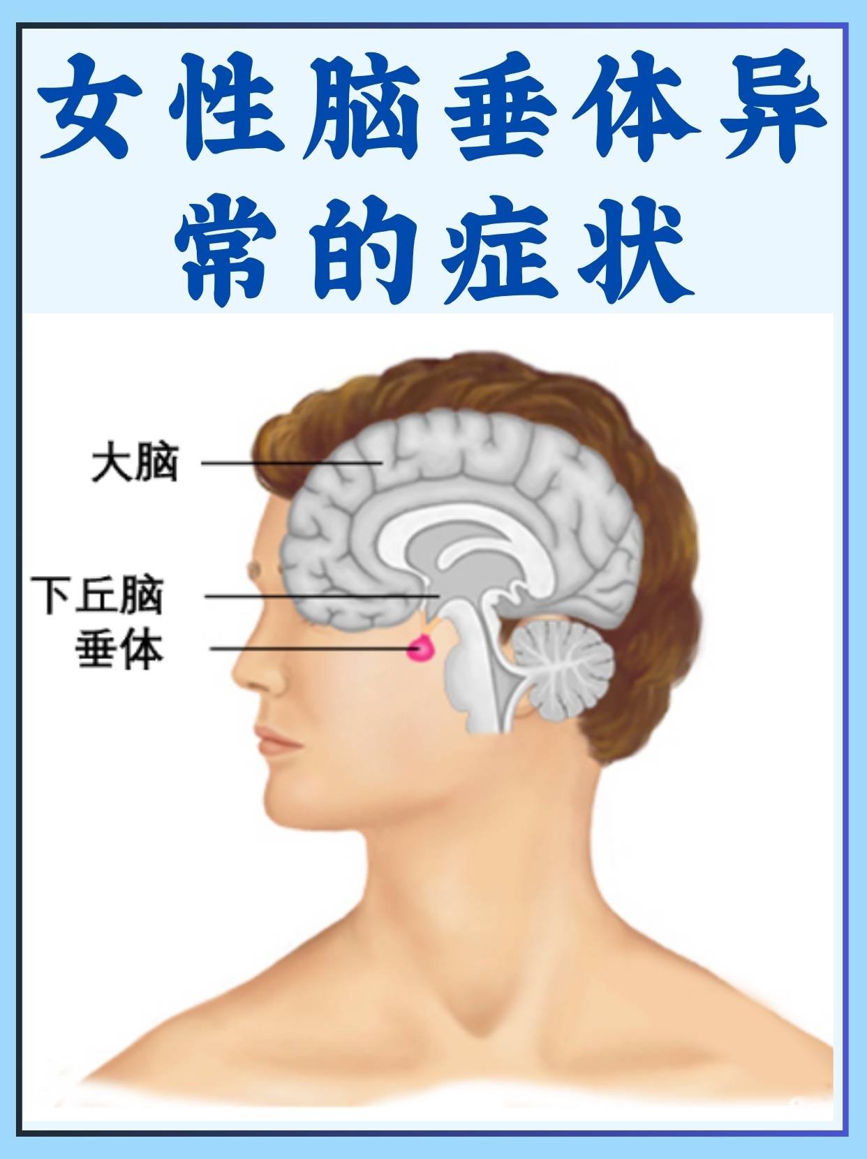 大脑脑垂体位置图片图片