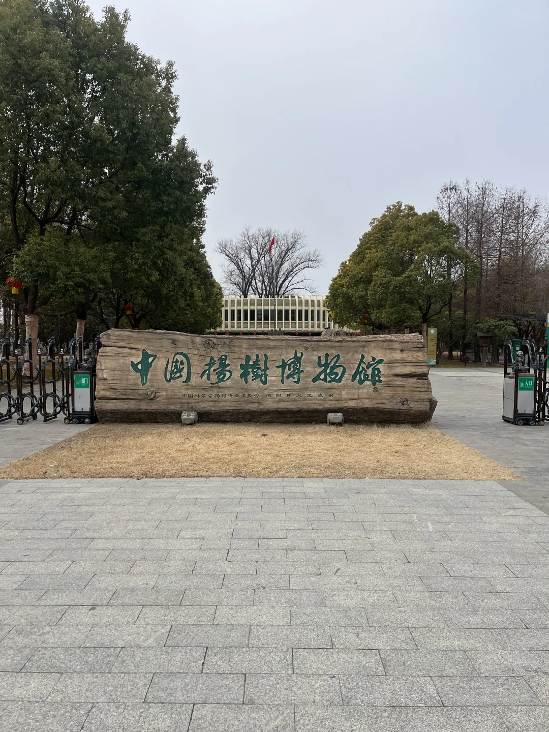 我决定前往宿迁泗阳县,探访那座以杨树为主题的博物馆,揭开杨树神秘的