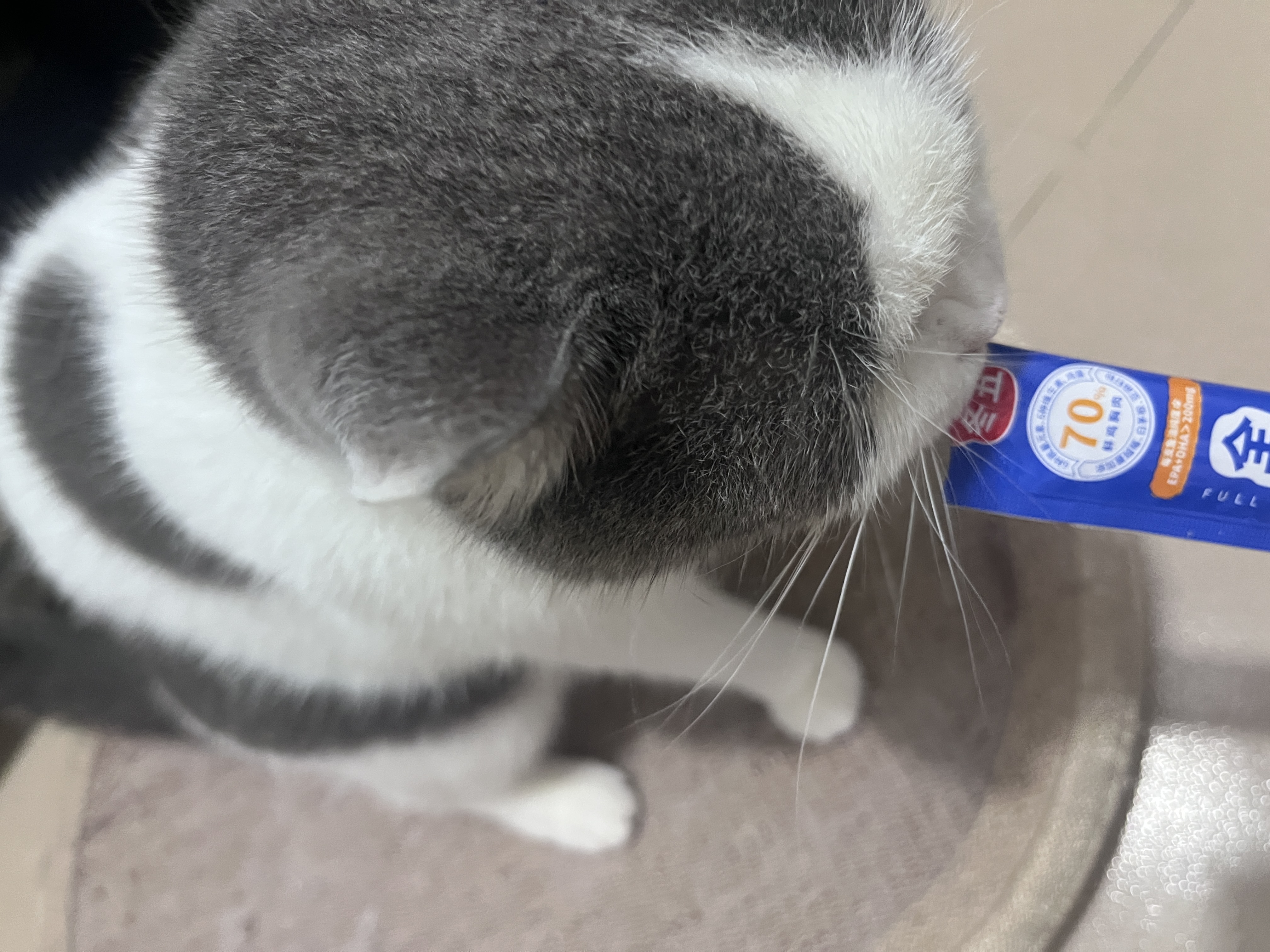 猫的鸡儿