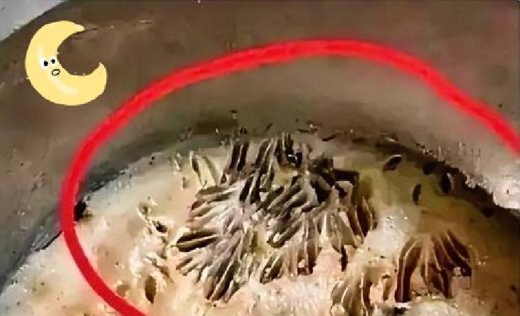 罐中猪油藏虫卵,数量惊人让人不敢用 近日家中厨房,猪油罐里出现大量