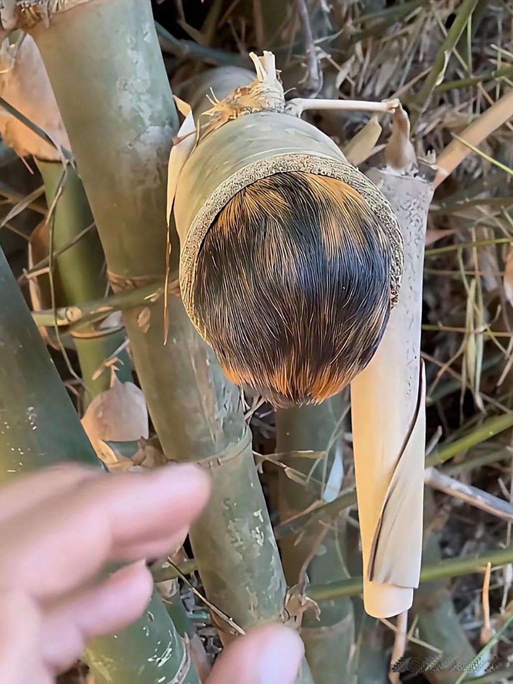 国宝和"国宴菜"的天壤之别,竟然都爱吃竹子!