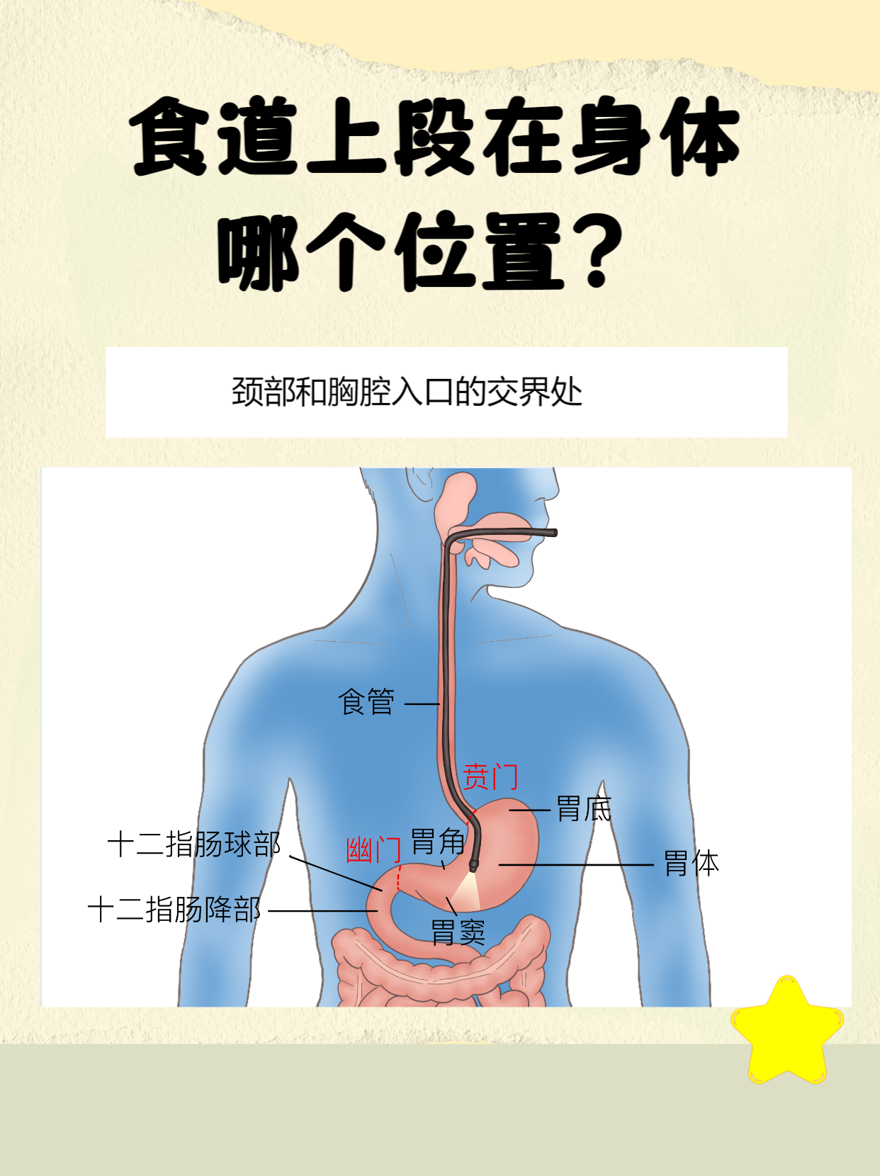 是连接咽喉和胃的管状消化道,全长约 25 厘米,根据
