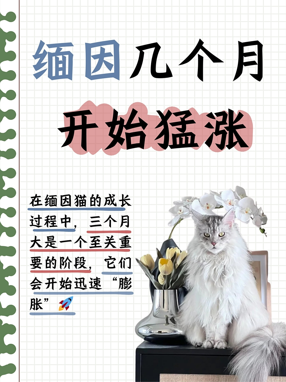 94  在缅因猫的成长过程中,三个月大是一个至关重要的阶段,它们会