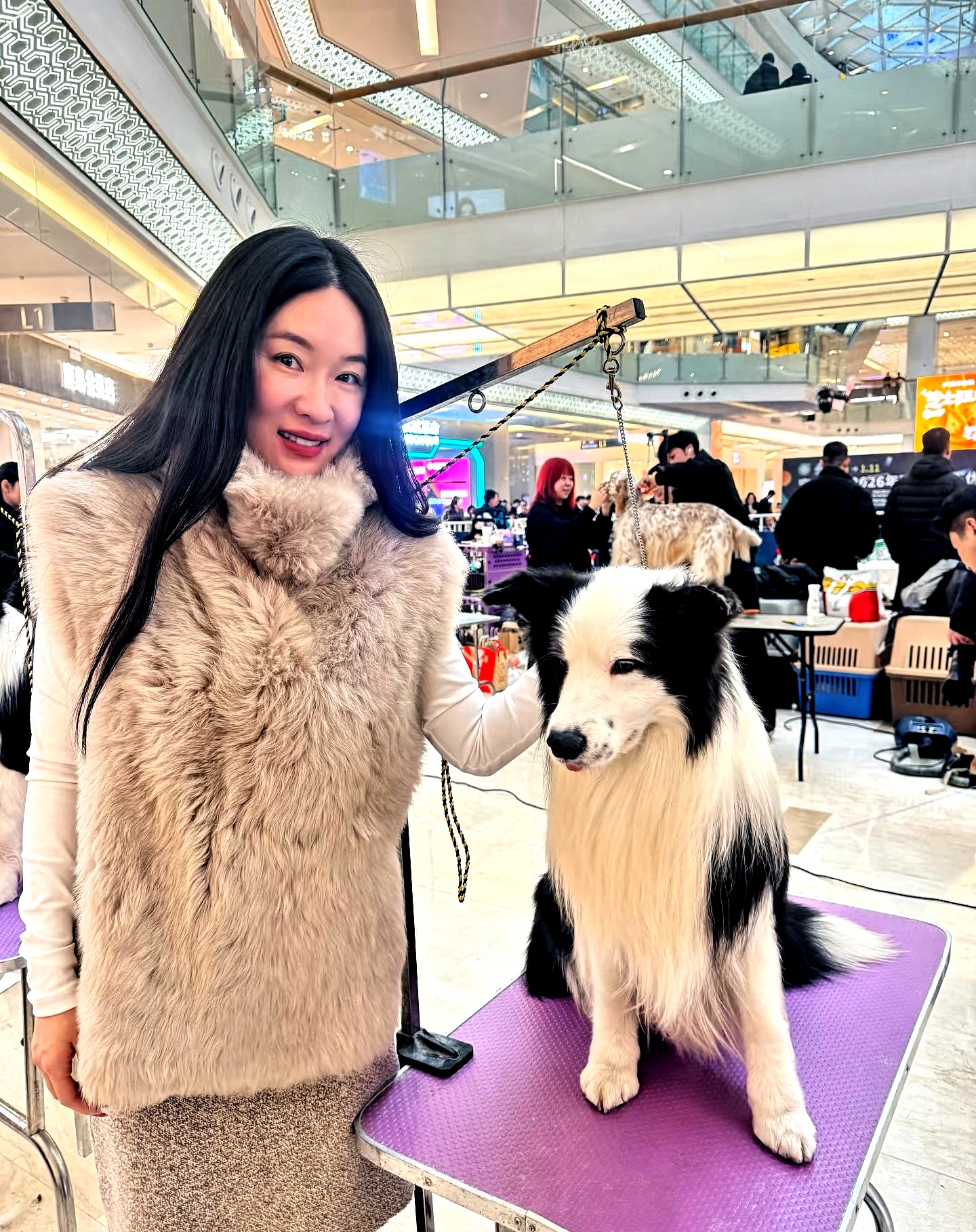 最近有人在南京的宠物展上碰到了霍思燕和杜江他们家的西施犬真漂亮