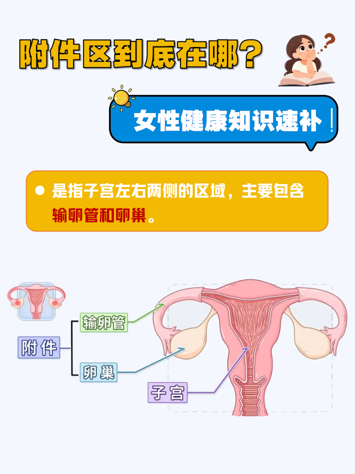 女性的附件区是指子宫左右两侧的区域,主要包含输卵管和卵巢