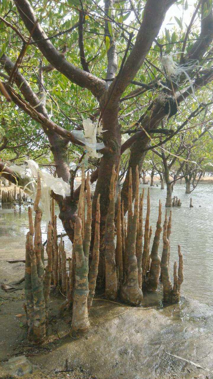 南方雨水疯狂,柳树都"喘"出气生根了!