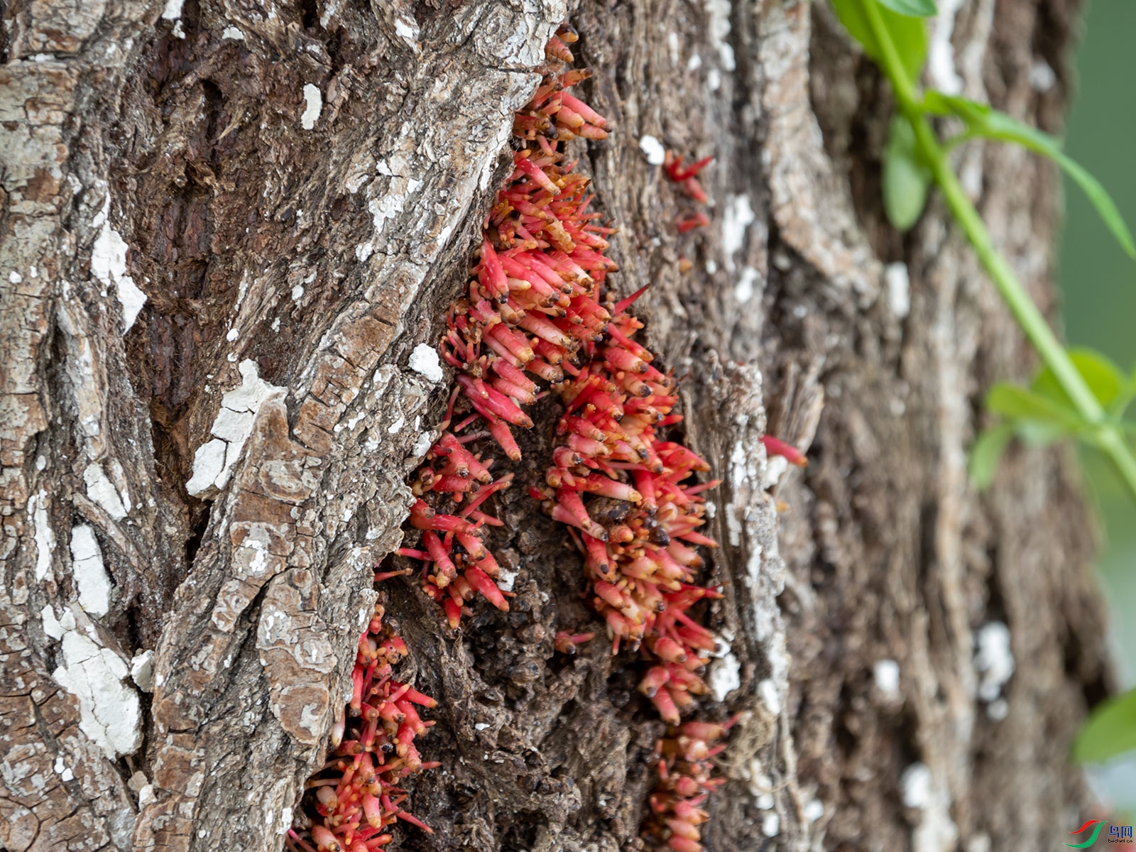 南方雨水疯狂,柳树都"喘"出气生根了!