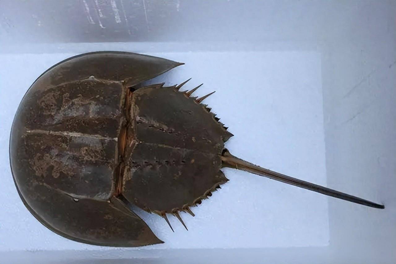 有网友在那发现了一种超级神奇的动物——鲎.