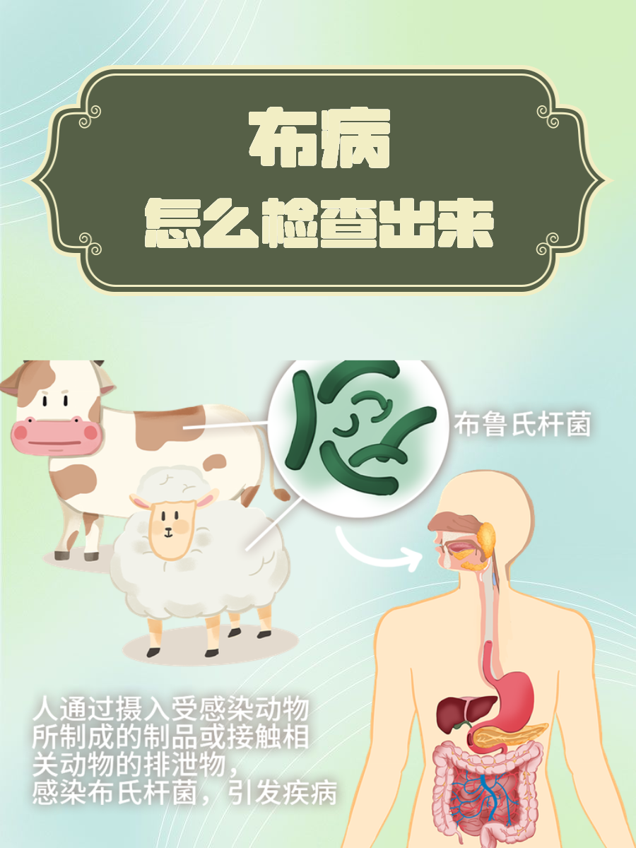 虎红平板凝集试验:这种方法利